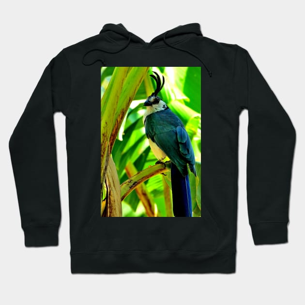 Nicaragua - Oiseau de l' ilsa de Ometepe Hoodie by franck380